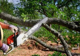 Tree and Shrub Care in Carlyle, IL