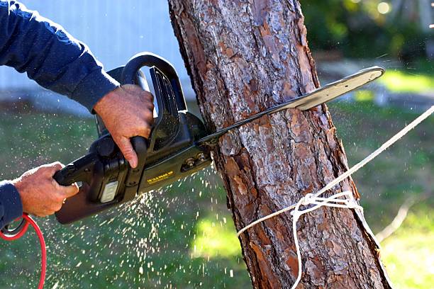 How Our Tree Care Process Works  in  Carlyle, IL