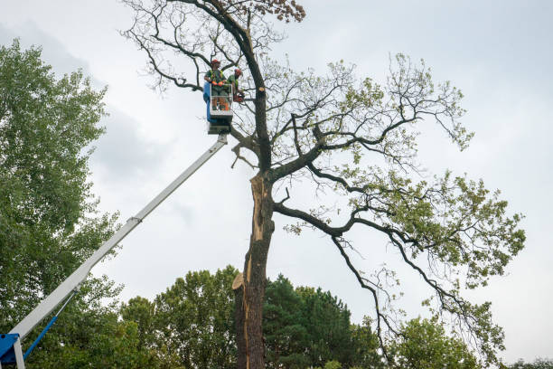 Reliable Carlyle, IL Tree Removal Services Solutions